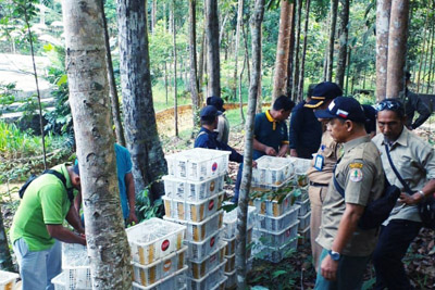 Gakkum LHK Lepas 1.600 Burung Gelatik dan Ciblek di Tahura Minas